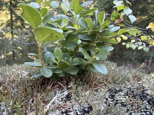 Lingonberry