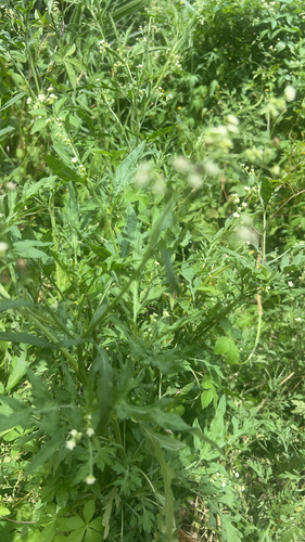 Santa Maria feverfew