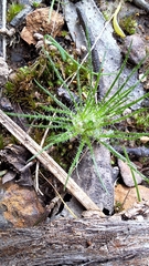 Centrolepis strigosa