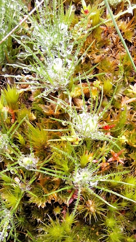 Centrolepis strigosa, photograph 2