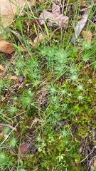 Centrolepis strigosa, photograph author not stated, no rights reserved