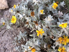 Thymophylla micropoides