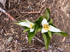 Callipetalon