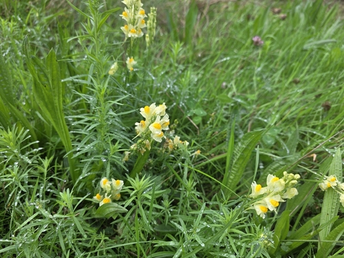 common toadflax