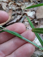 Carex ignota