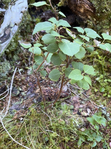 European aspen