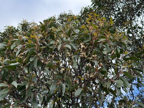 Eucalyptus baxteri, 2026-09-15