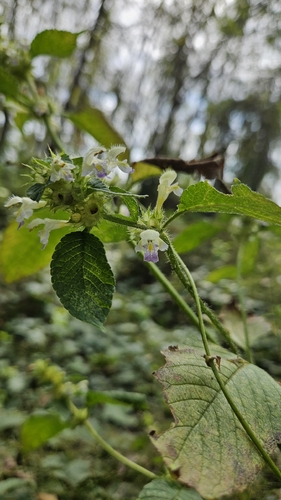 Large-flowered Hemp-nettle