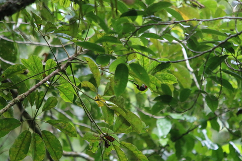 Myzomela chloroptera
