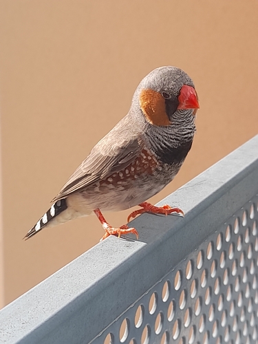 Zebra Finch