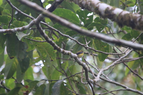 Dicaeum aureolimbatum