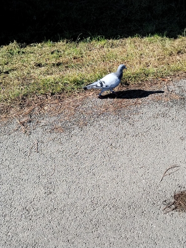 Feral Pigeon