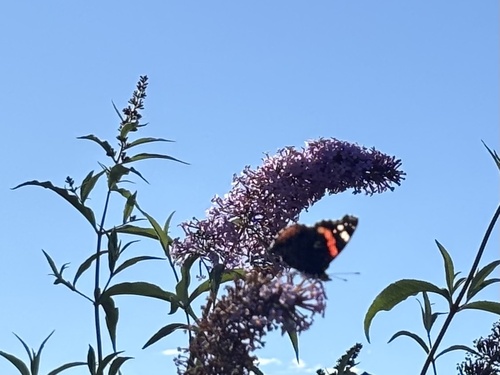 Red Admiral