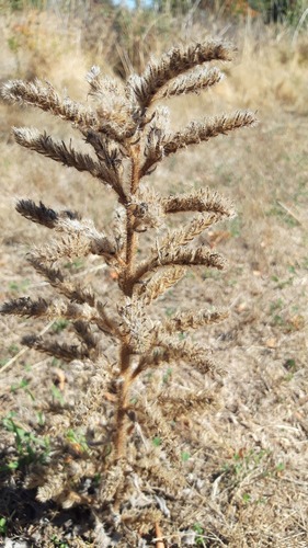 Echium italicum, photograph 3