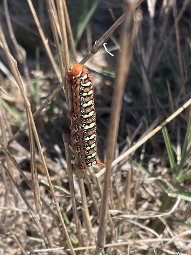 Leafy Spurge Hawkmoth