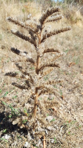 Echium italicum, photograph 4