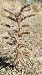 Echium italicum, photograph (c) vever29, some rights reserved (CC BY)