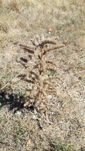 Echium italicum, photograph 5