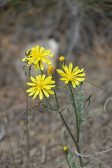 Crepis modocensis