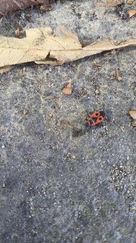European Firebug