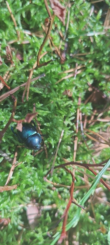 Springtime Dung Beetle