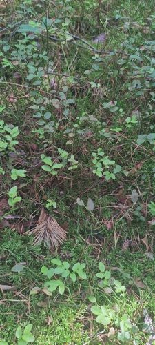 common bilberry