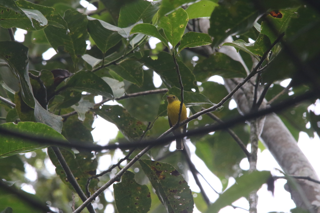 Sikatan matari (Culicicapa helianthea)