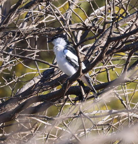 White-winged Triller