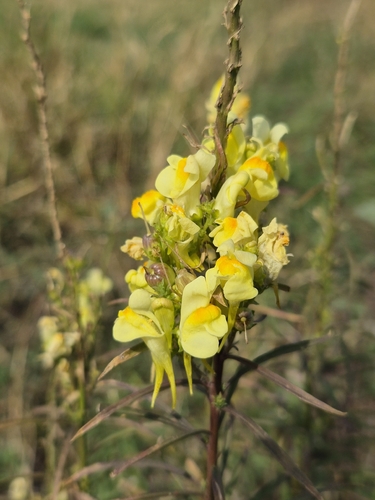 common toadflax