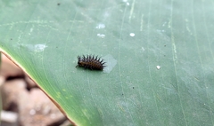 Epilachna mexicana