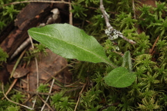 Hieracium oistophyllum