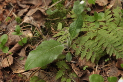 Hieracium oistophyllum