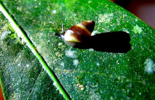 Partula emersoni observed 2011-08-17