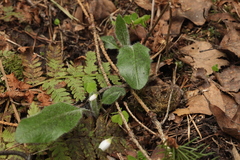 Hieracium oistophyllum