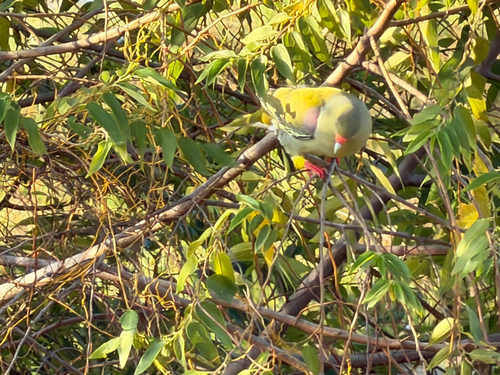 African Green-Pigeon