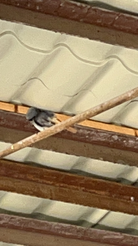 Long-tailed Tit