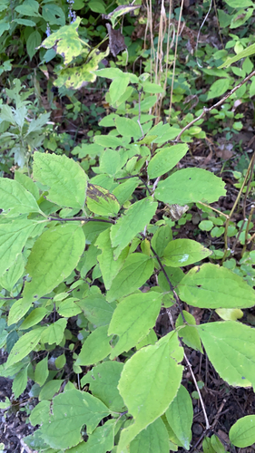 Slender-leaf mock orange