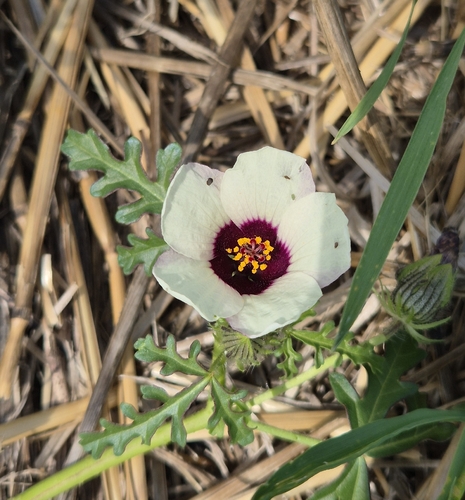 flower-of-an-hour