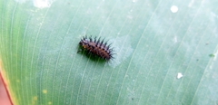Epilachna mexicana