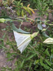 Calystegia peirsonii