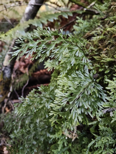 Hymenophyllum demissum, photograph 6