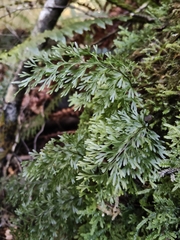 Hymenophyllum demissum, photograph (c) John Barkla, some rights reserved (CC BY)