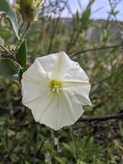 Calystegia peirsonii