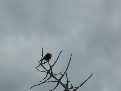 Little Bee-eater