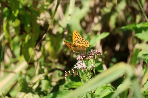 Silver-washed Fritillary