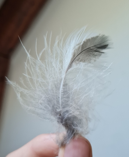 Plume de Grand-duc d'Europe
