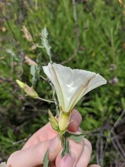Calystegia peirsonii