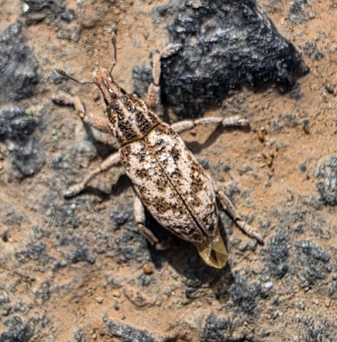 Cyphocleonus dealbatus