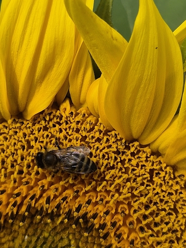 Western Honey Bee
