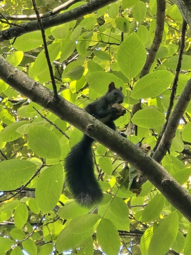 Eurasian Red Squirrel